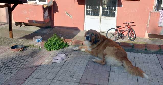 Sinop'ta köpek tartışması karakolda bitti