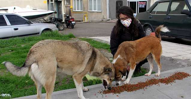 Sinop'ta sokak hayvanlarına umut oldular
